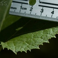 Giant Butterbur